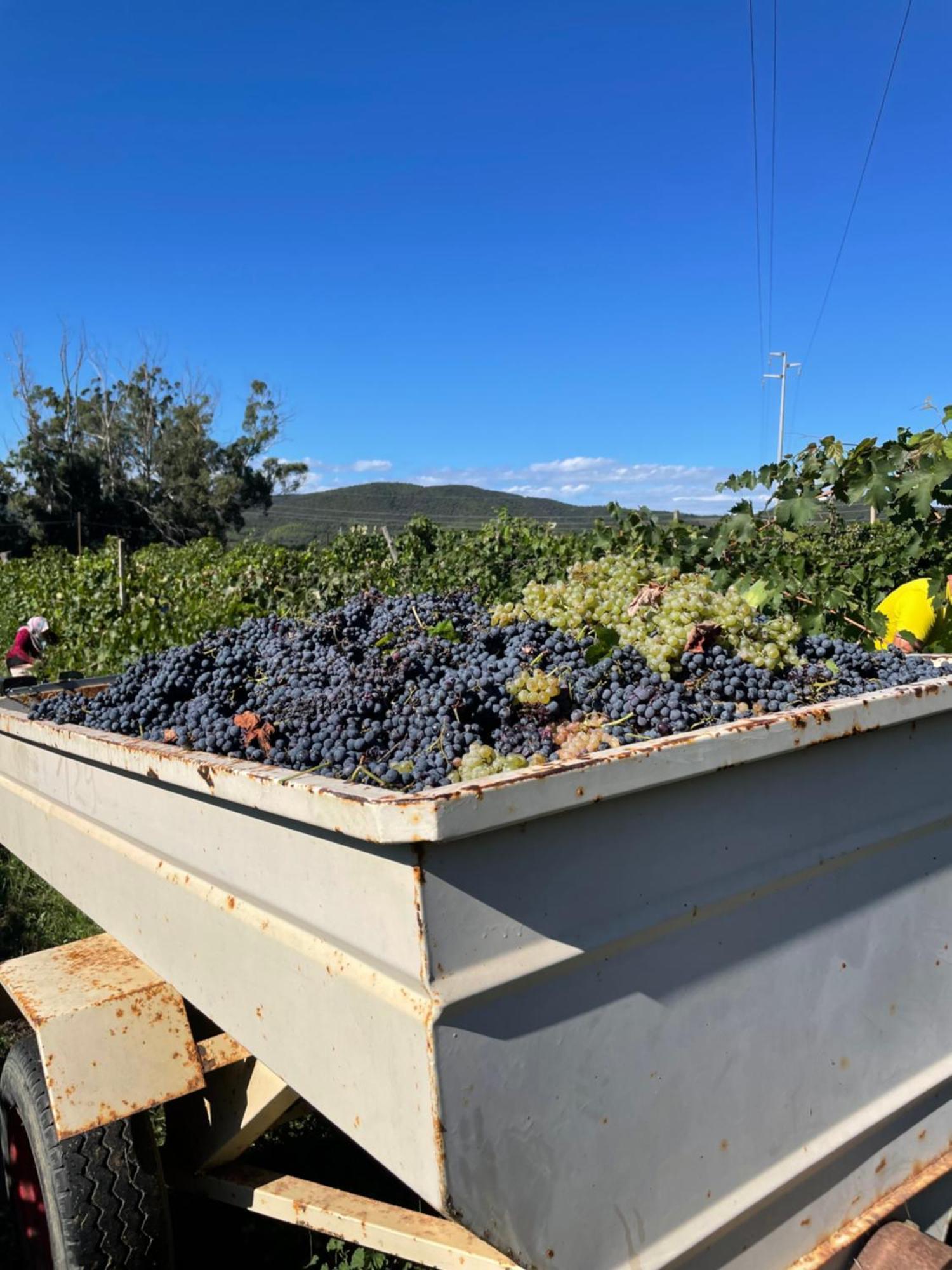 Agriturismo Podere Valdo Gavorrano Kültér fotó