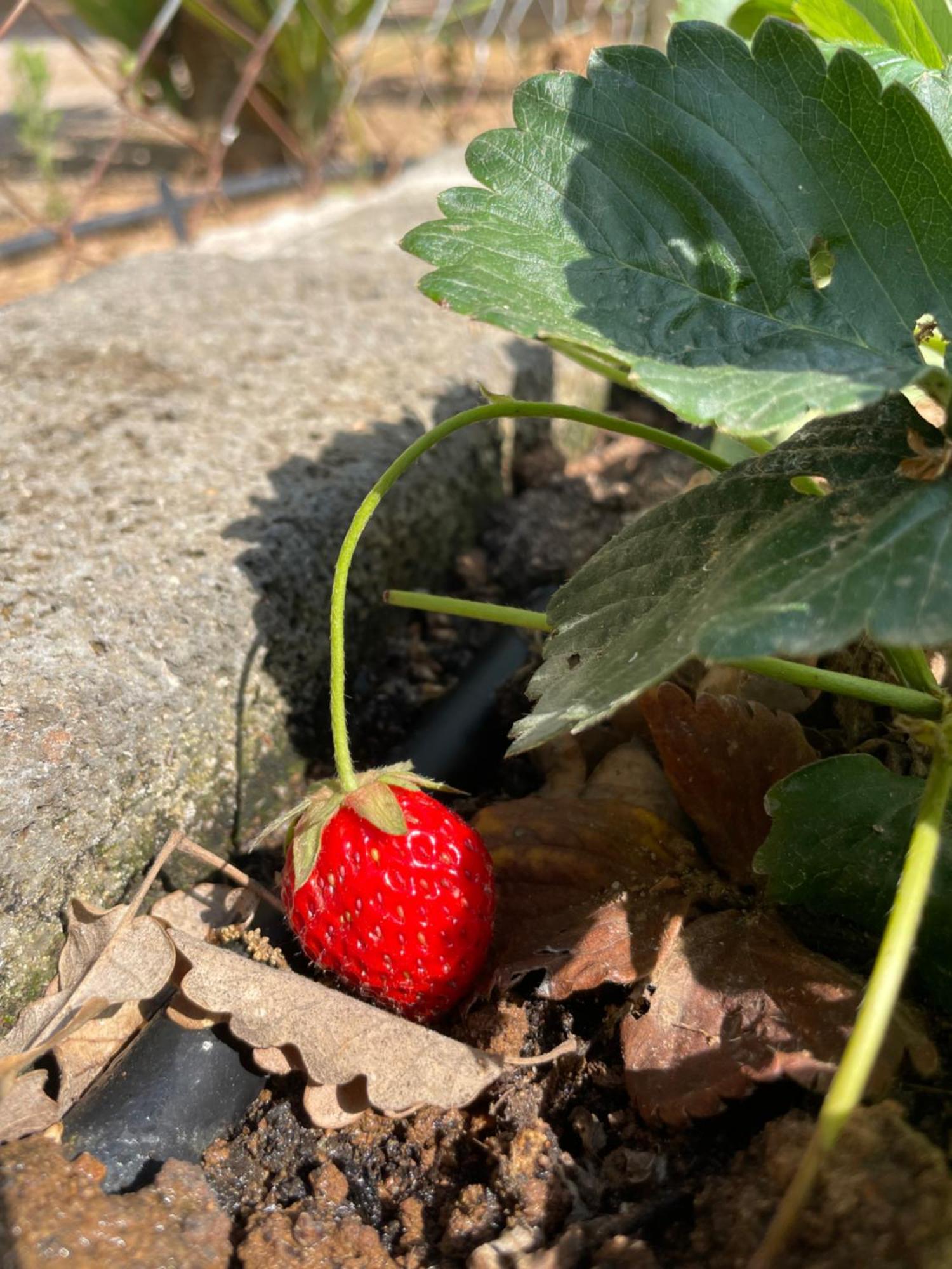 Agriturismo Podere Valdo Gavorrano Kültér fotó